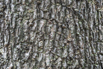 The rough bark of ancient trees in the forest creates very unusual backgrounds.