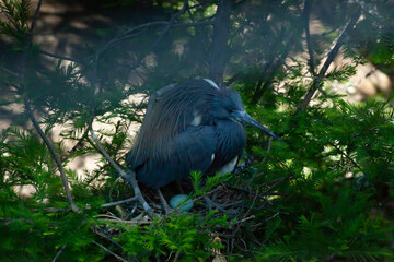 Tri Colored Heron