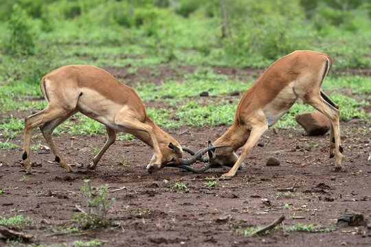 Black Heeler Antelope, (Aepyceros melampus), adult, male, two males, fighting, Kruger National Park, Kruger National Park, South Africa