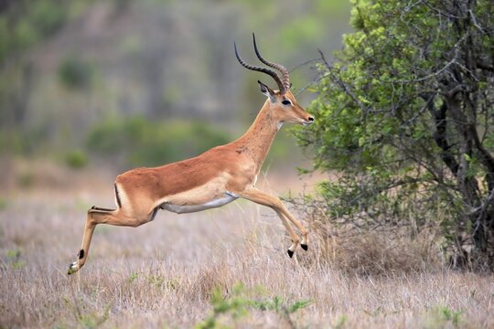 Black Heeler Antelope, (Aepyceros melampus), adult, male, jumping, Sabi Sand Game Reserve, Kruger National Park, Kruger National Park, South Africa