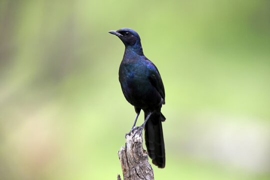 Meves' Glossy Starling, Lamprotornis mevesii, adult, in perch, Kruger National Park, South Africa