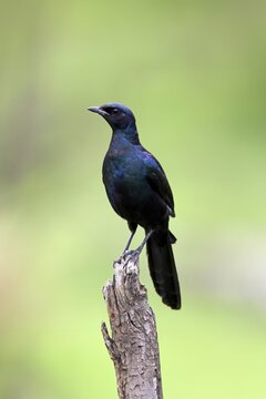 Meves' Glossy Starling, Lamprotornis mevesii, adult, in perch, Kruger National Park, South Africa