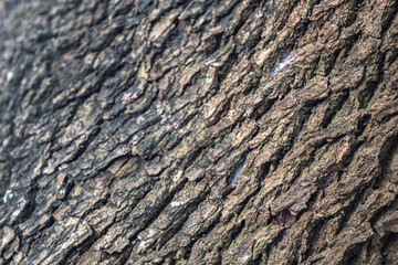 The rough bark of ancient trees in the forest creates very unusual backgrounds.