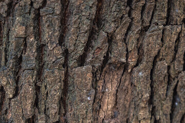Obraz premium The rough bark of ancient trees in the forest creates very unusual backgrounds.