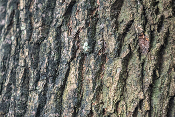 The rough bark of ancient trees in the forest creates very unusual backgrounds.