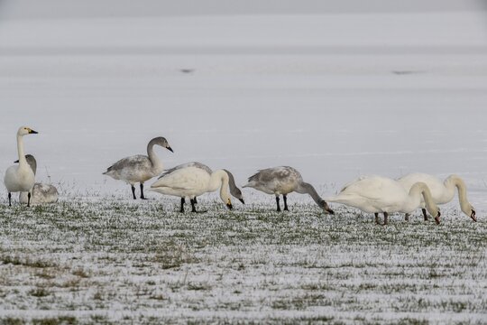 Tundra swans (Cygnus bewickii) and mute swans (Cygnus olor), Emsland, Lower Saxony, Germany