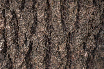 The rough bark of ancient trees in the forest creates very unusual backgrounds.