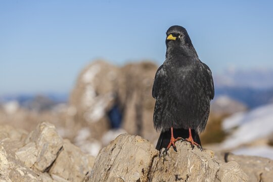 Alpine chough (Pyrrhocorax graculus), frontal, sitting on rocks in front of mountains, Allg&auml;u Alps, Allg&auml;u, Germany