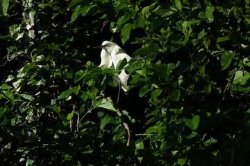 Snowy Egret