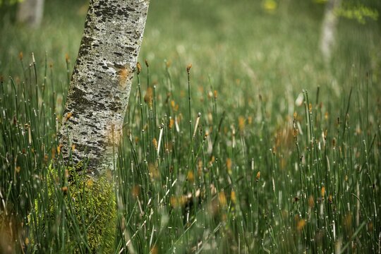 Small tree with reed meadow, Mindelheim, Bavaria, Germany