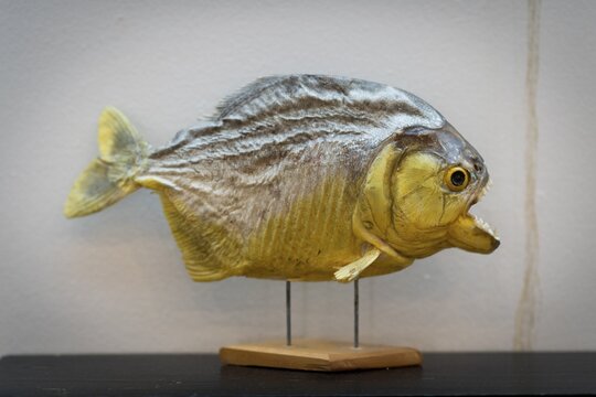 Prepared and yellow coloured fish, Reykjav&iacute;k, Iceland