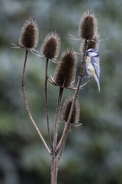 Blue Tit (Parus caerulea), Emsland, Lower Saxony, Germany