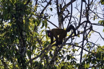 Red Nosed Bearded Saki, Chiropotes albinasus, Amazon basin, Brazil