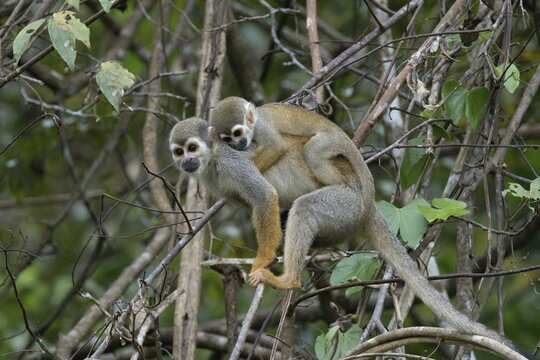 Golden-backed squirrel monkey, Saimiri ustus, carrying a juvenile on the back, Amazon basin, Brazil