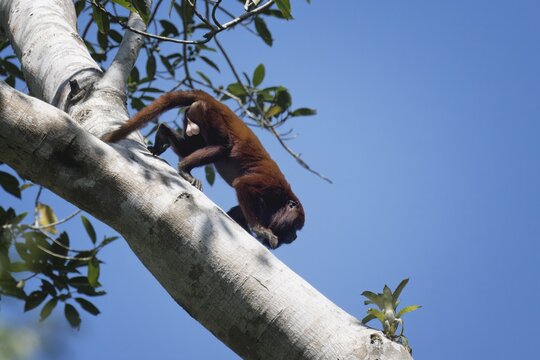 Colombian red howler monkey, Alouatta seniculus, in a tree, Amazon basin, Brazil