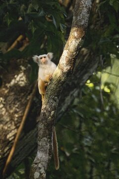 Golden white tassel ear marmoset, Mico chrysoleucos, Amazon basin, Brazil
