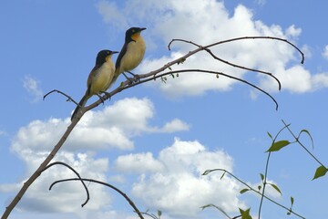 Couple of Black capped Donacobius, Donacobius atricapilla, Amazon Basin, Brazil