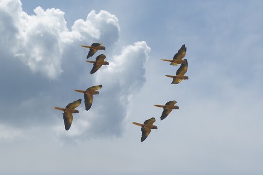 Flock of Golden parakeets, Golden conure, Amazon Basin, Brazil
