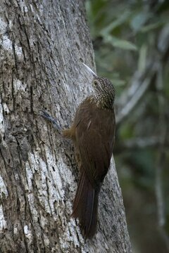 Amazonian Barred Woodcreeper, Dendrocolaptes certhia, Amazon Basin, Brazil