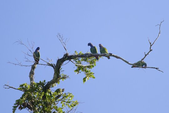 Blue headed Parrots sitting on a branch, Pionus menstruus menstruus, Amazon Basin, Brazil