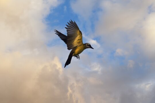 Flying White throated Kingbird, Tyrannus albogularis, Amazon Basin, Brazil