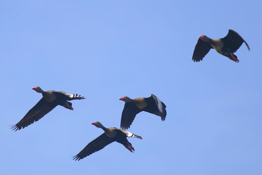 Flock of Black bellied whistling ducks, Dendrocygna autumnalis, Amazon Basin, Brazil