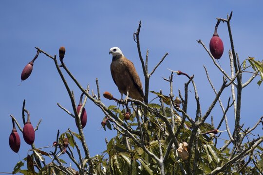Black collared Hawk, Busarellus nigricollis, in a kapok tree, Chorisia speciosa, Amazon Basin, Brazil
