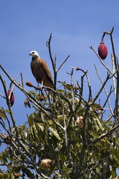 Black collared Hawk, Busarellus nigricollis, in a kapok tree, Chorisia speciosa, Amazon Basin, Brazil