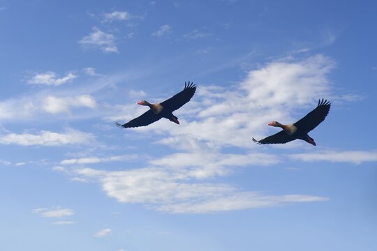 Flying Black bellied whistling ducks, Dendrocygna autumnalis, Amazon Basin, Brazil