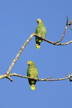 Orange winged parrot, Amazona amazonica amaz&oacute;nica, Amazon Basin, Brazil