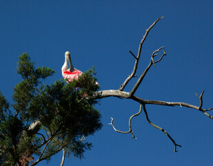 Roseate Spoonbill in a tree