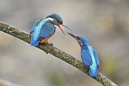 Common kingfishers (Alcedo atthis), mating feeding, male giving insect to female, Canton Zug, Switzerland