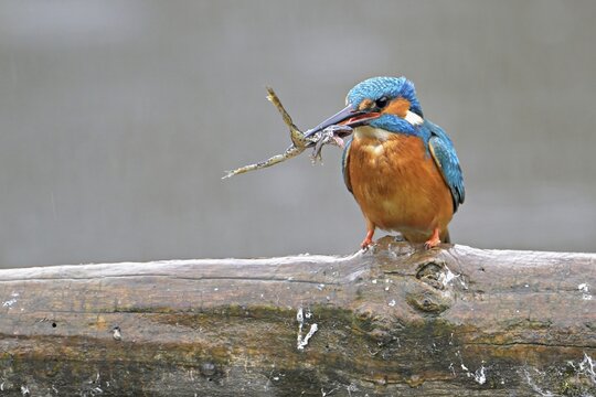 Common kingfisher (Alcedo atthis), with a captured frog in its beak, Switzerland
