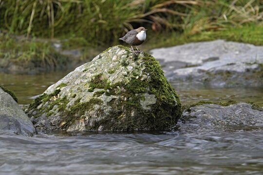 White-throated Dipper (Cinclus cinclus), standing on rock, Canton Zurich, Switzerland