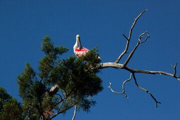 Roseate Spoonbill in a tree