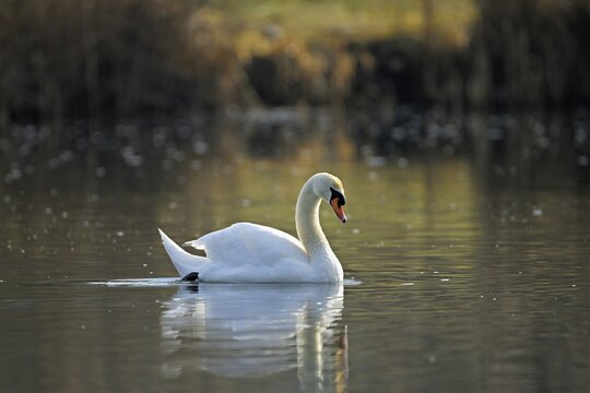 Mute swan (Cygnus olor), swimming on the Flachsee, Canton Aargau, Switzerland