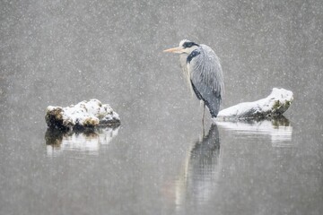 Grey heron (Ardea cinerea) standing in water, snowfall, winter, Hesse, Germany