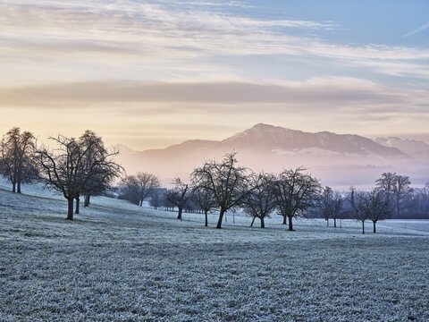 Trees in rough, in the background the Rigi, Hagendorn, Canton Zug, Switzerland