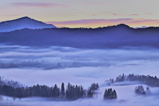 Forest shrouded in fog, the Rigi in the background, Canton Zug, Switzerland
