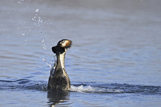 Great Crested Grebe (Podiceps cristatus), mating breeding pair, pair doing a penguin dance and presenting nesting material to each other, Switzerland