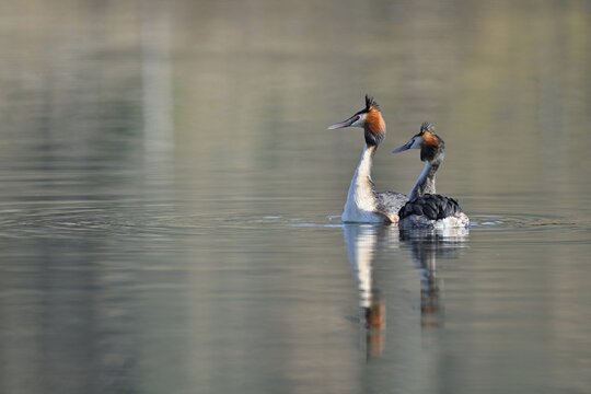 Great crested grebe (Podiceps cristatus), mating pair, Switzerland