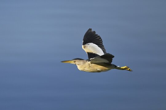 Little Bittern (Ixobrychus minutus), in flight, Switzerland