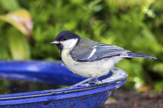 Great tit (Parus major), sitting on a water trough, Baden-W&uuml;rttemberg, Germany