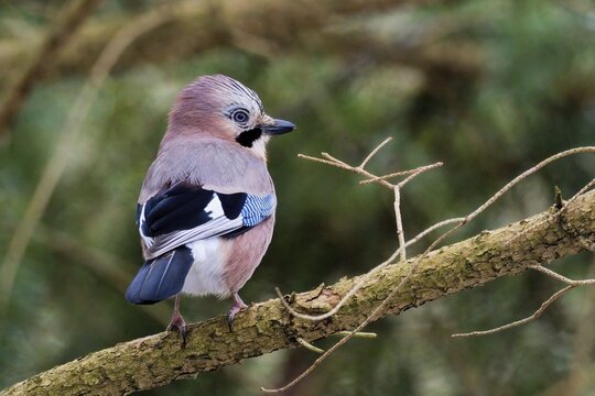 Eurasian jay (Garrulus glandarius), standing on a branch, Hesse, Germany
