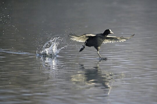 Common coot (Fulica atra), takes off running from the water, Switzerland