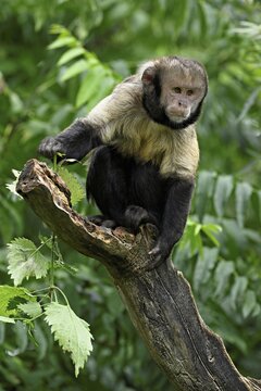 Golden-bellied capuchin (Cebus xanthosternos), monkey, captive, Switzerland