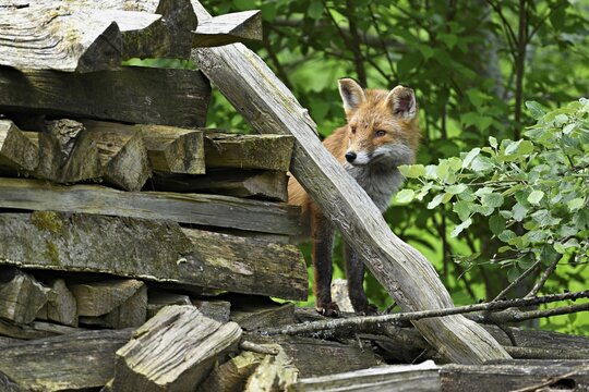 Red fox (Vulpes vulpes), standing on a pile of wood, captive, Switzerland
