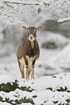 European mouflon (Ovis aries musimon) (Syn.: Ovis orientalis musimon), female standing on snow-covered rock, captive, Switzerland