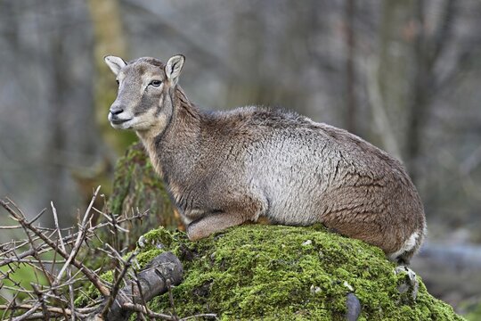 European mouflon (Ovis aries musimon), female lying on rock, captive, Switzerland