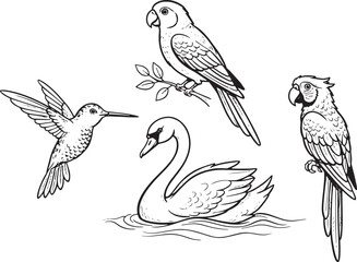 Fototapeta premium Exotic Bird Collection: Hand-Drawn Parrot, Hummingbird, and Mute Swan Line Art Set